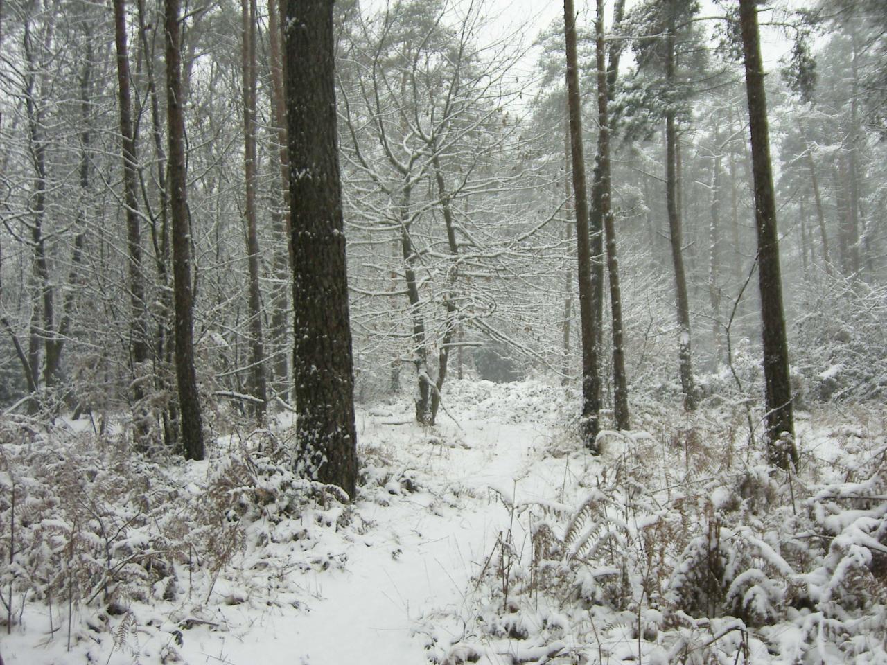 Bois de Plédran 2005