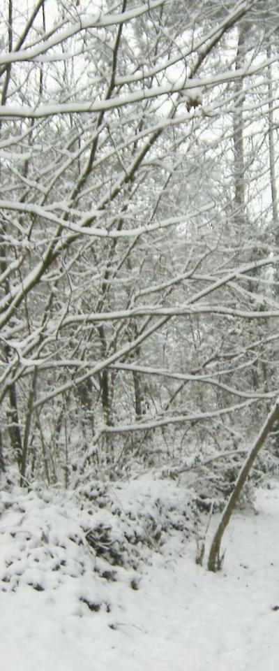 Que de neige