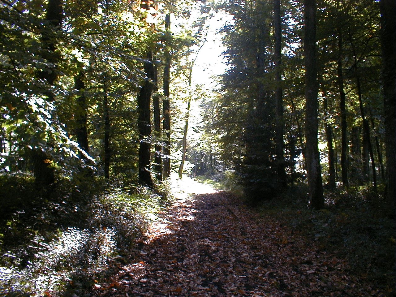Bois de Quintin