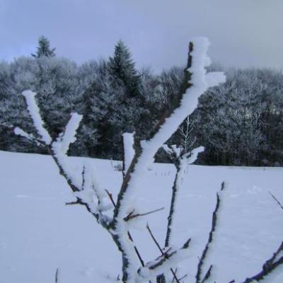 sur les pentes de la Banne d'Ordanche (1502m)