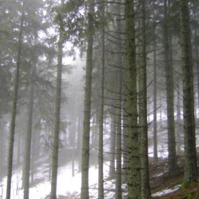 sur les pentes de la Banne d'Ordanche (1502m)