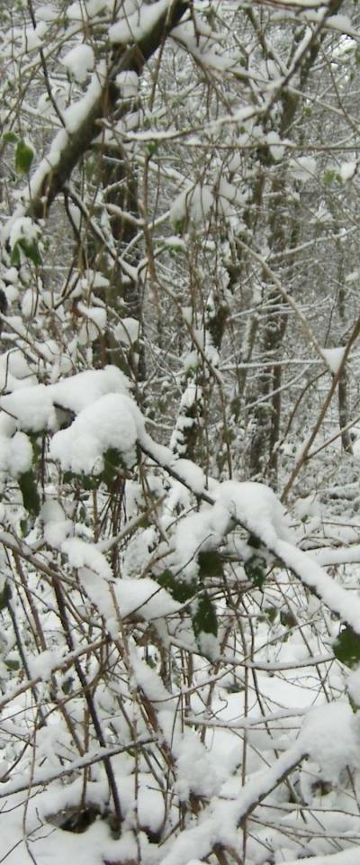 Le poids de la neige