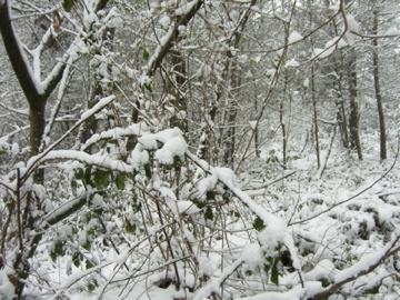 Le poids de la neige